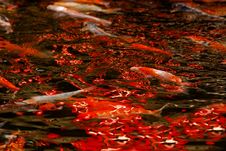 Colorful Koi Swimming In The Gardans Pond Stock Photos Colorful Koi Swimming In The Gardans Pond Stock Photos