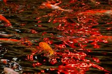 Colorful Koi Swimming In The Gardens Pond Royalty Free Stock Photo Colorful Koi Swimming In The Gardens Pond Royalty Free Stock Photo