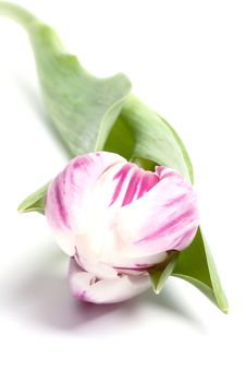 White Violet Striped Tulip Stock Photo White Violet Striped Tulip Stock Photo