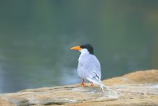 River Tern Stock Photography River Tern Stock Photography