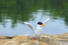 River Tern Royalty Free Stock Photography River Tern Royalty Free Stock Photography