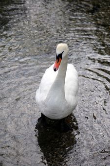 One Swan Stock Image One Swan Stock Image