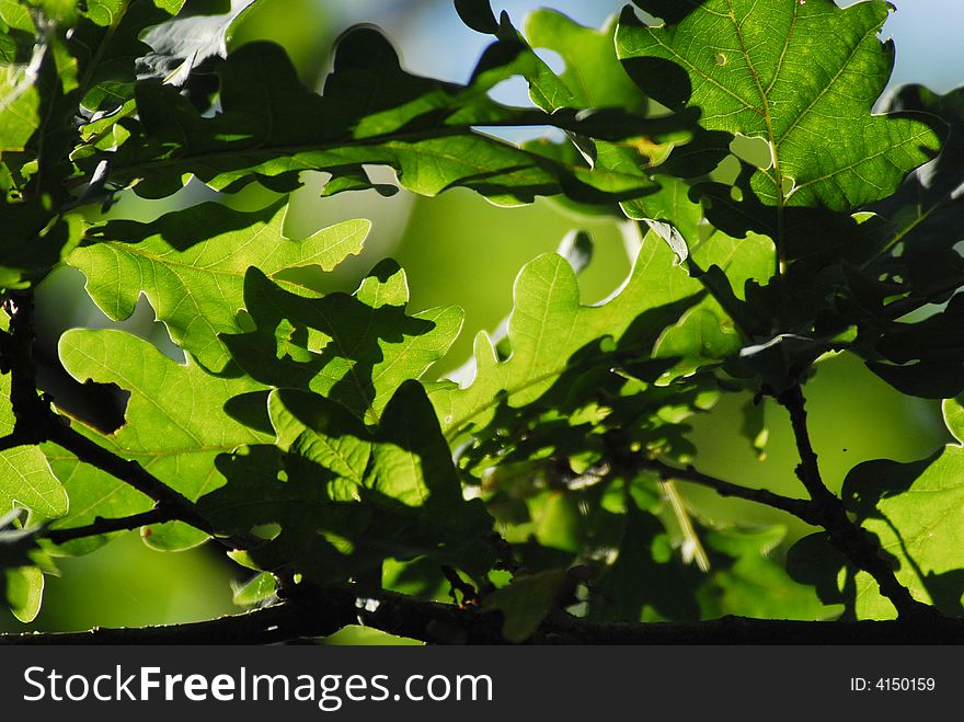 Green leaves flying about wind