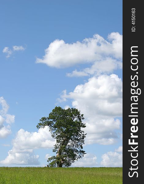 Oak tree in summer with part of the tree missing due to a lightening strike, with grass to the foreground, set against a blue sky and alto cumulus clouds.