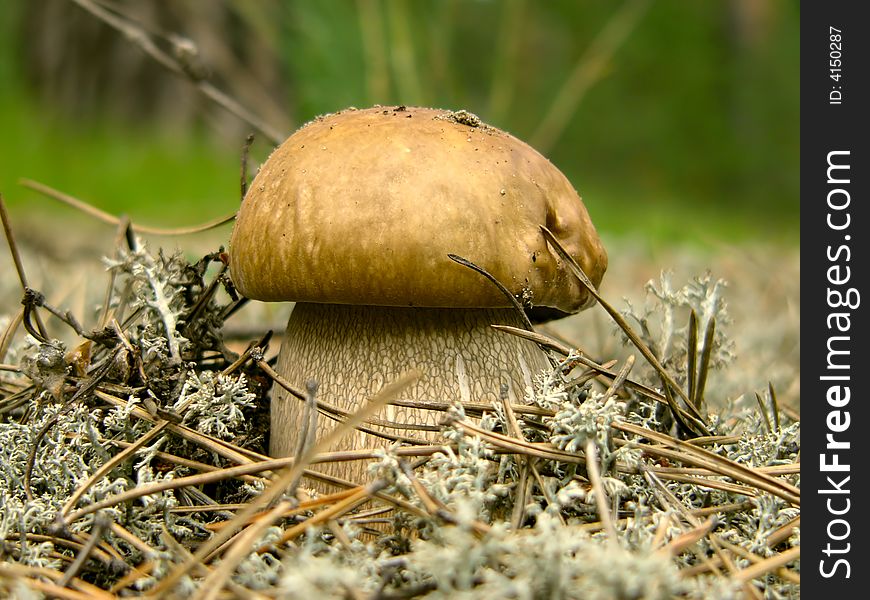 Cep in the forest, pine-tree needles.