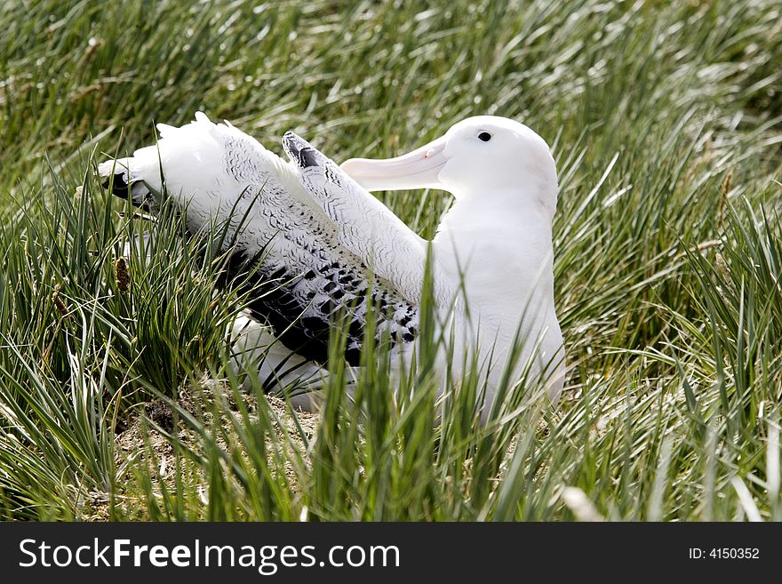 Wandering Albatross On Nest