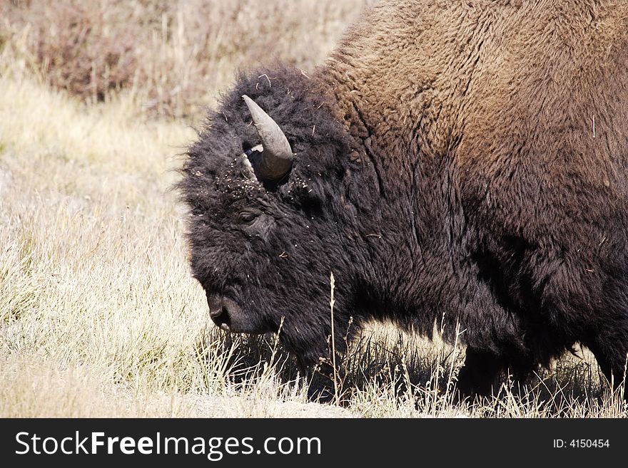 Portrait of North American bison facing left with light colored background