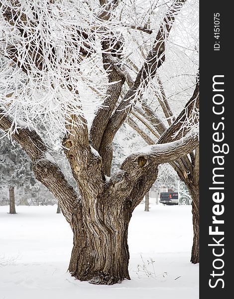 A large tree with hoar frost in a park. A large tree with hoar frost in a park.