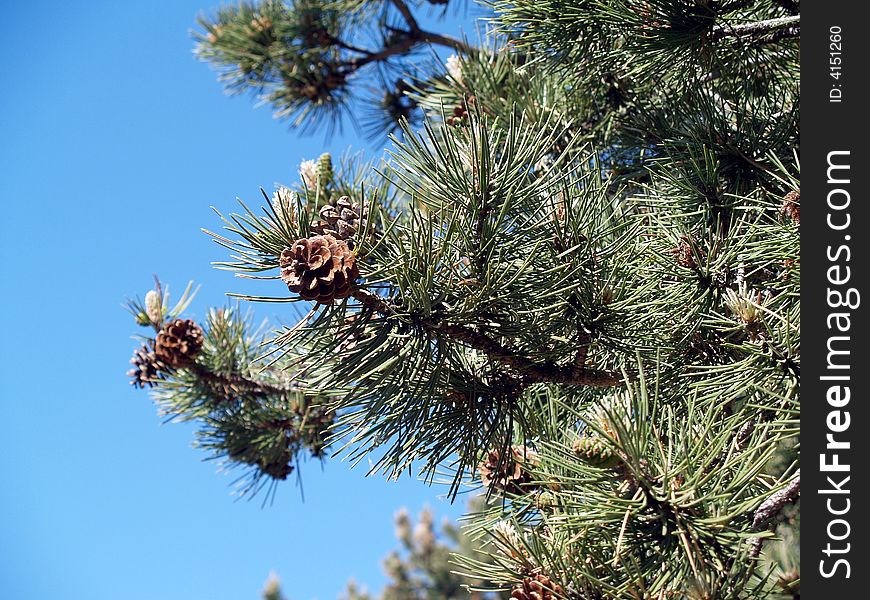 Freshness of Pines all year long. Freshness of Pines all year long.