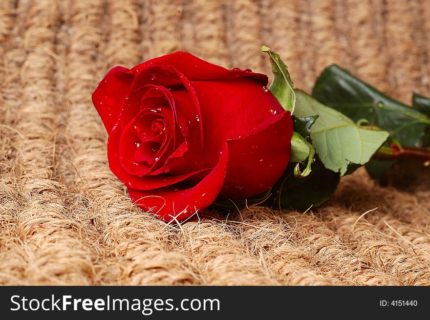 Red Rose on Texture, Background