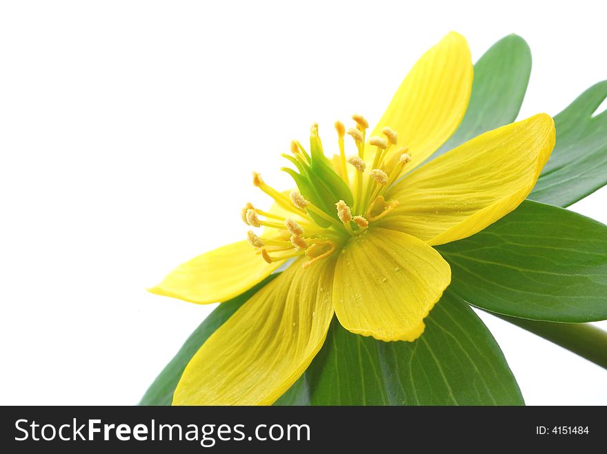 Close up image of yellow aconite flower
