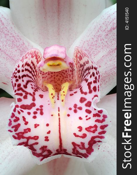 Close-up of throat of newly opened orchid with stamens filled with pollen. Close-up of throat of newly opened orchid with stamens filled with pollen