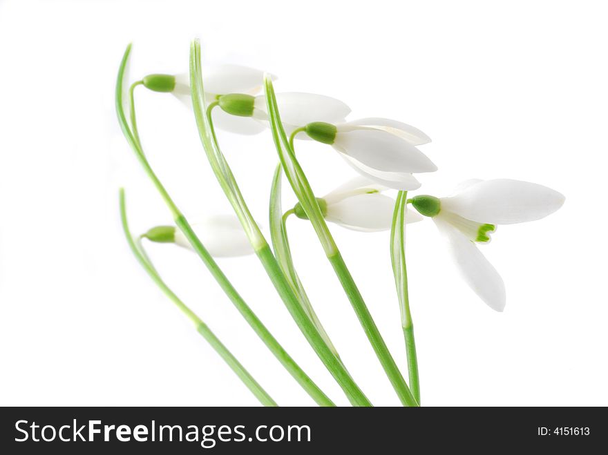 Bunch of snowdrop flowers against white background. Bunch of snowdrop flowers against white background