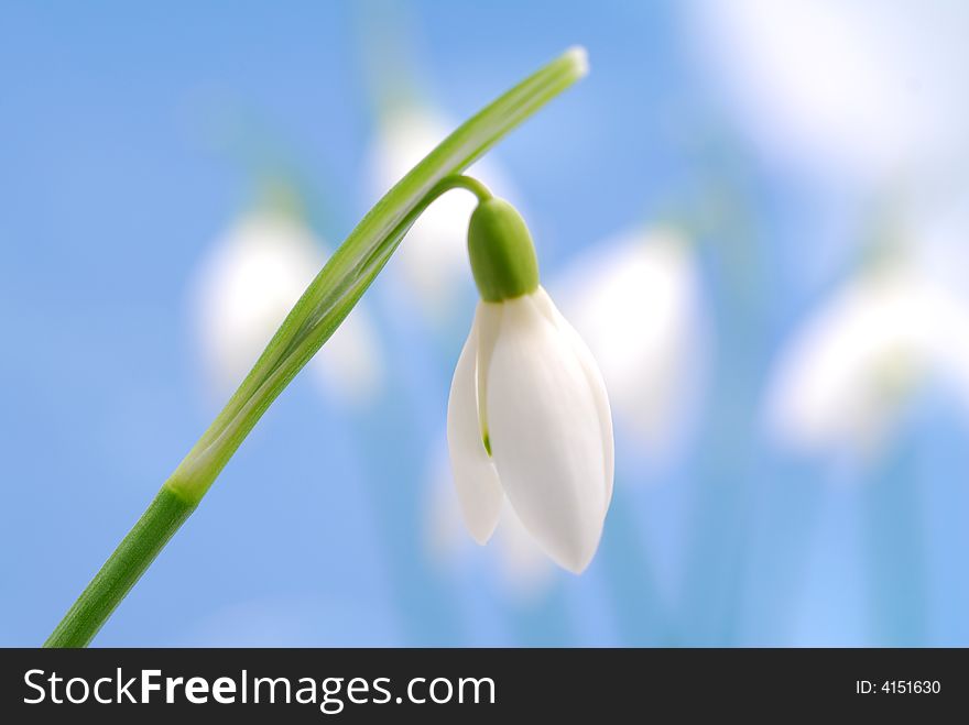 Snowdrop flower against bur background