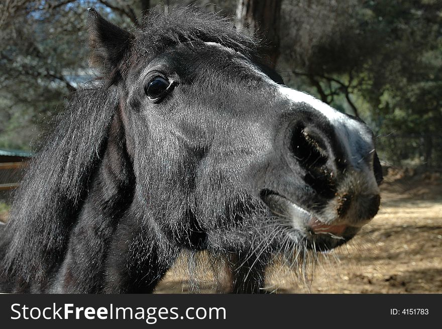 Close-up of a black pony face.