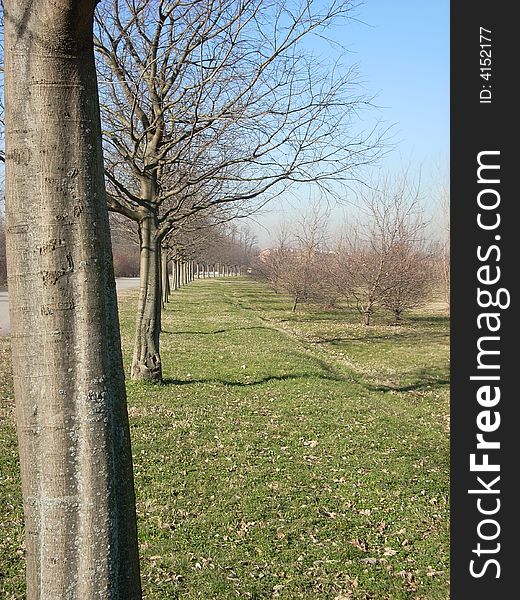 A trees row in a big park ok Milan, in winter.