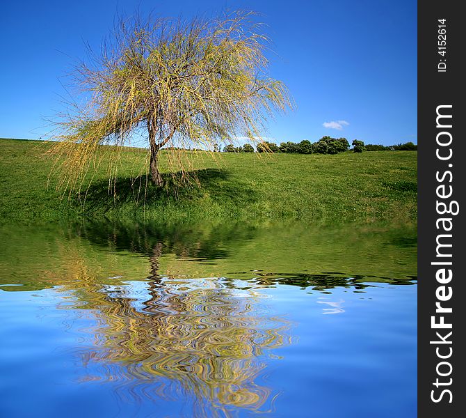 Lonely Tree In Park With Reflex In Water