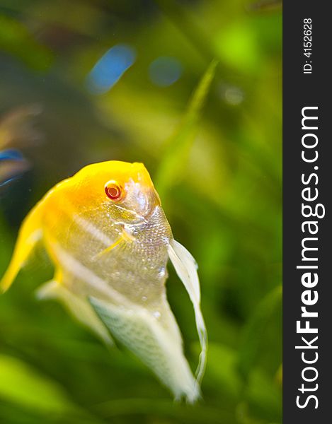 Closeup of a beautiful marine fish