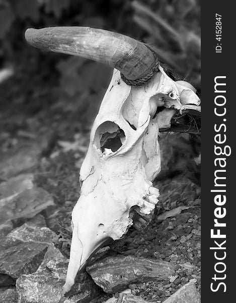 Animal skull with horns in black and white