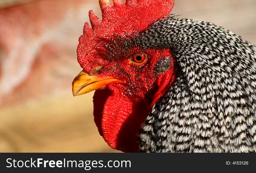 Barred Rock Rooster 2