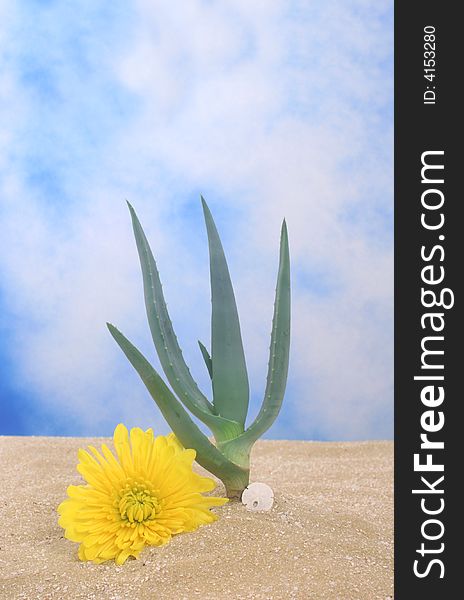 Aloe Plant in Sand with Yellow Flower and Blue Sky