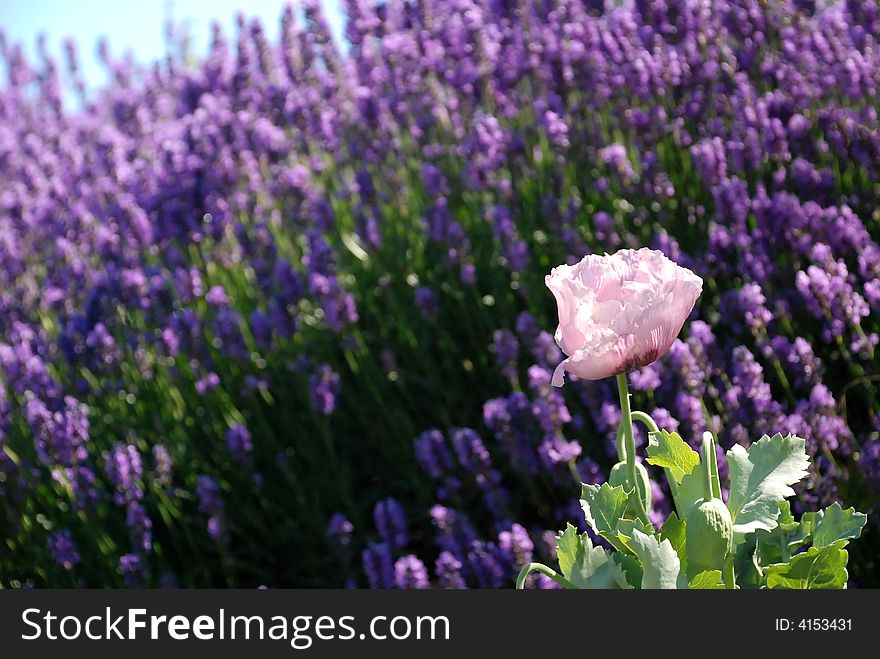 Pink flower in field of purple flowers