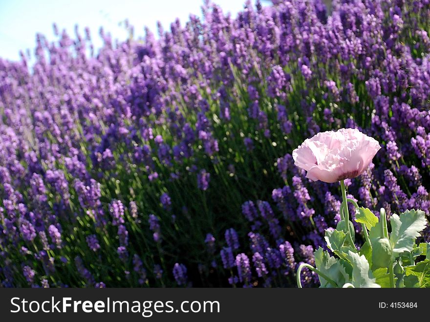 Pink Flower In Field Of Purple Flowers