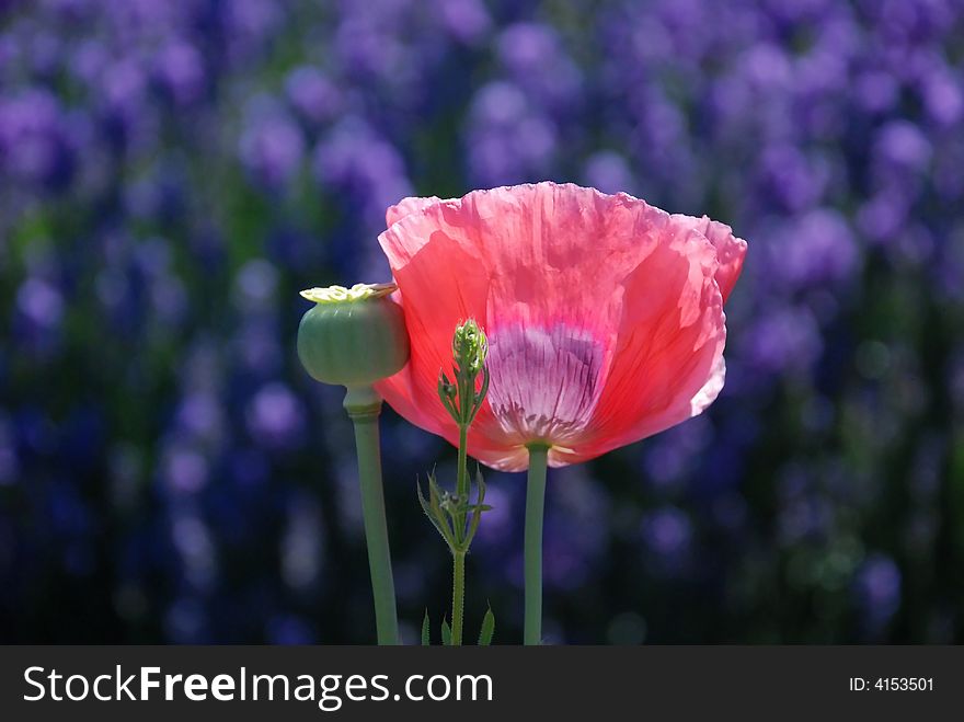 Bright pink flower in a sea of purple. Bright pink flower in a sea of purple