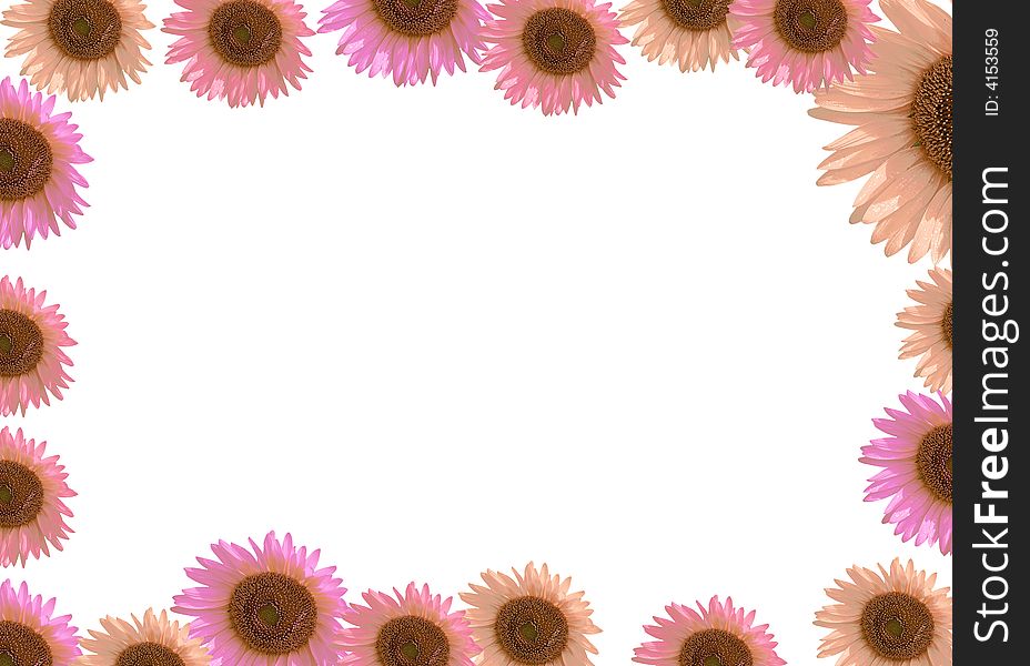 Red pink sunflower as frame border. Red pink sunflower as frame border