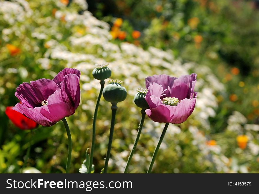 Pink flowers communicating with each other in front of a field of flowers