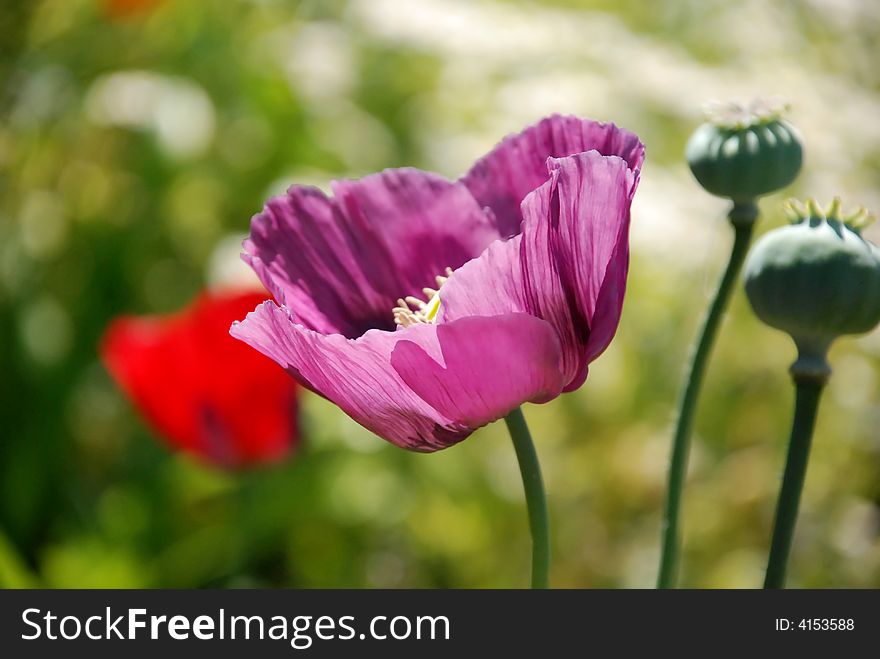 Pink flower and buds growing in a field of flowers. Pink flower and buds growing in a field of flowers