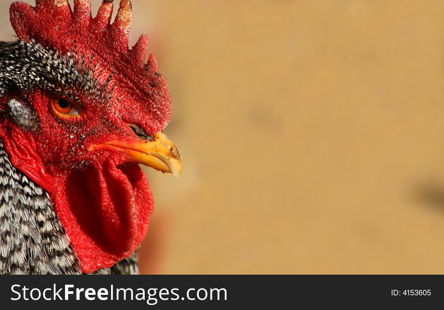 Barred Rock Rooster Closeup, Bird. Barred Rock Rooster Closeup, Bird