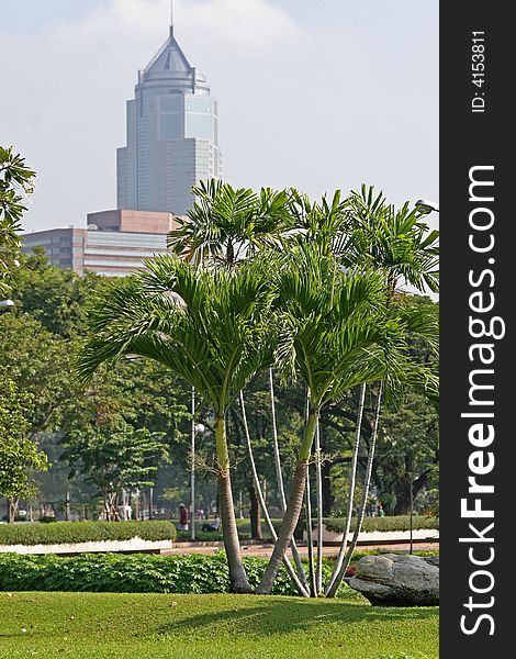 Tropical trees in a city centre park in Bangkok, with skyscraper in the background. Tropical trees in a city centre park in Bangkok, with skyscraper in the background