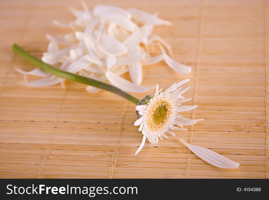 White daisy with petals pulled off for portrayal of  He or she loves me, loves me not. White daisy with petals pulled off for portrayal of  He or she loves me, loves me not.