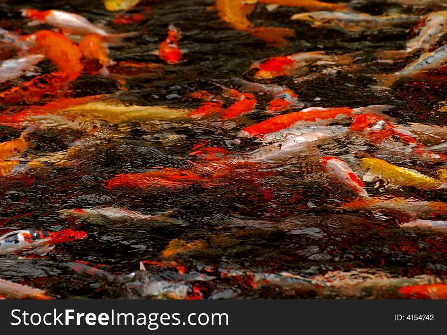 Colorful Koi Swimming In The Gardens Pond
