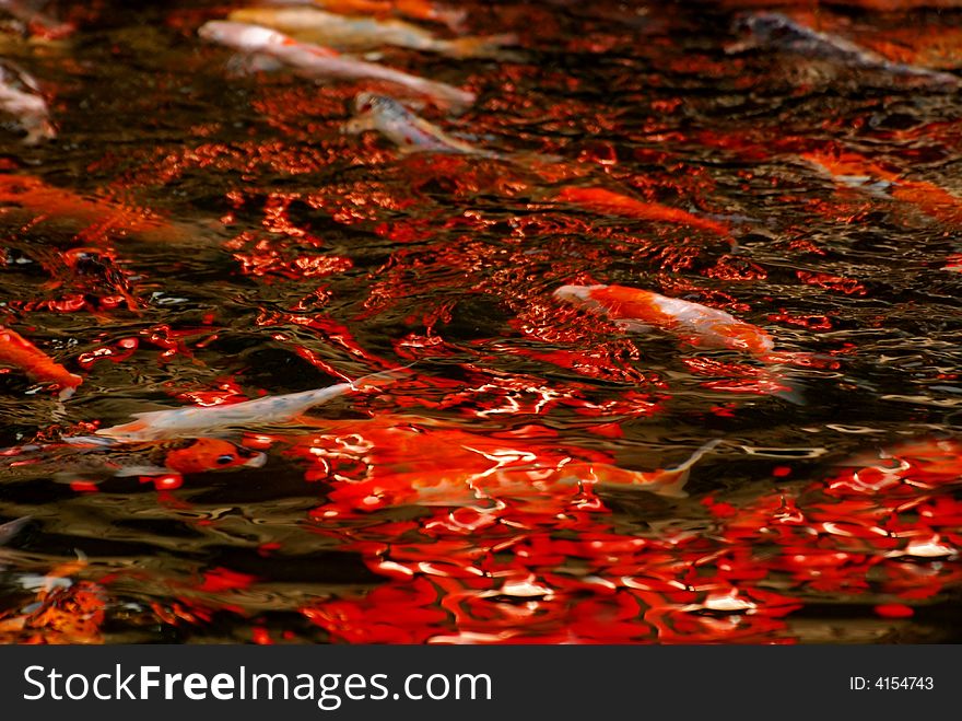 Colorful Koi Swimming In The Gardans Pond