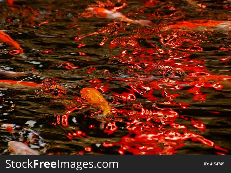Colorful Koi Swimming In The Gardens Pond