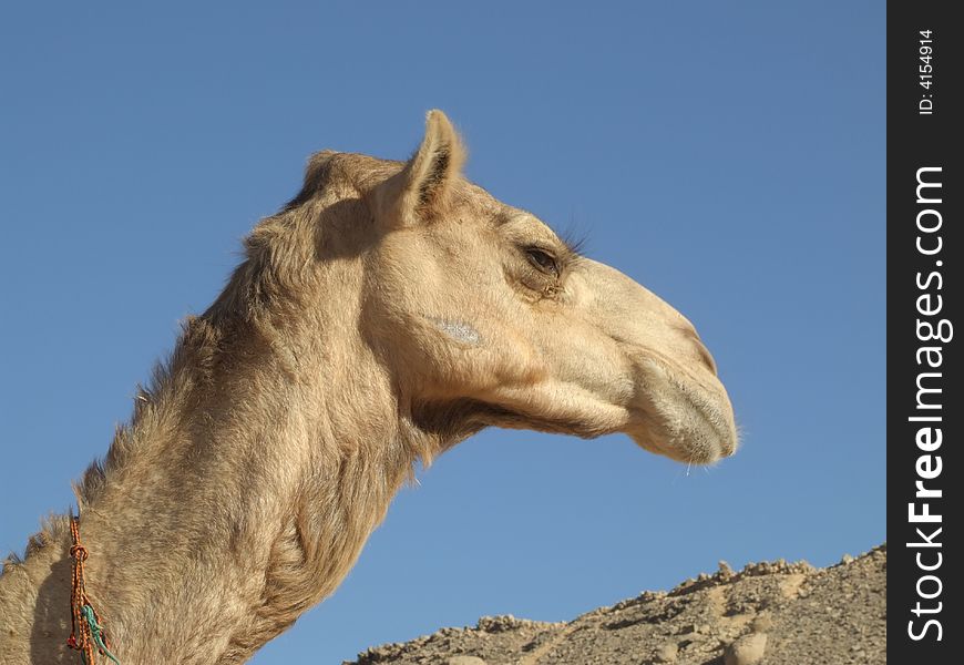 Head Arabian camel is in Sahara. Sun day