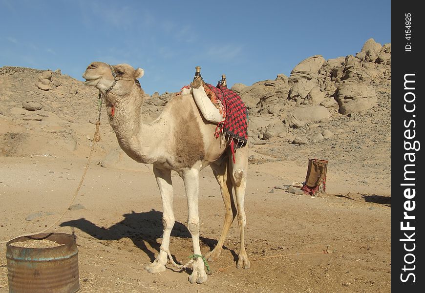 Arabian camel is in Sahara. Sun day