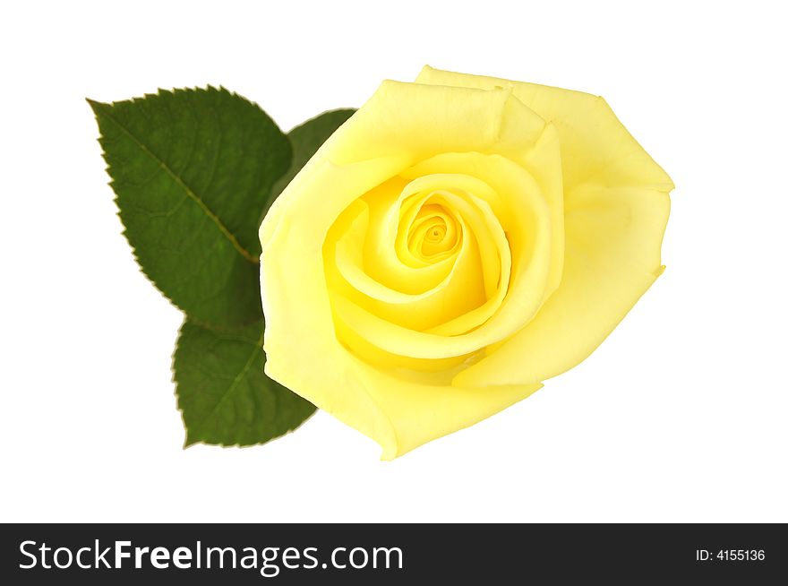 Nice yellow rose with leaf, isolated white background. Nice yellow rose with leaf, isolated white background