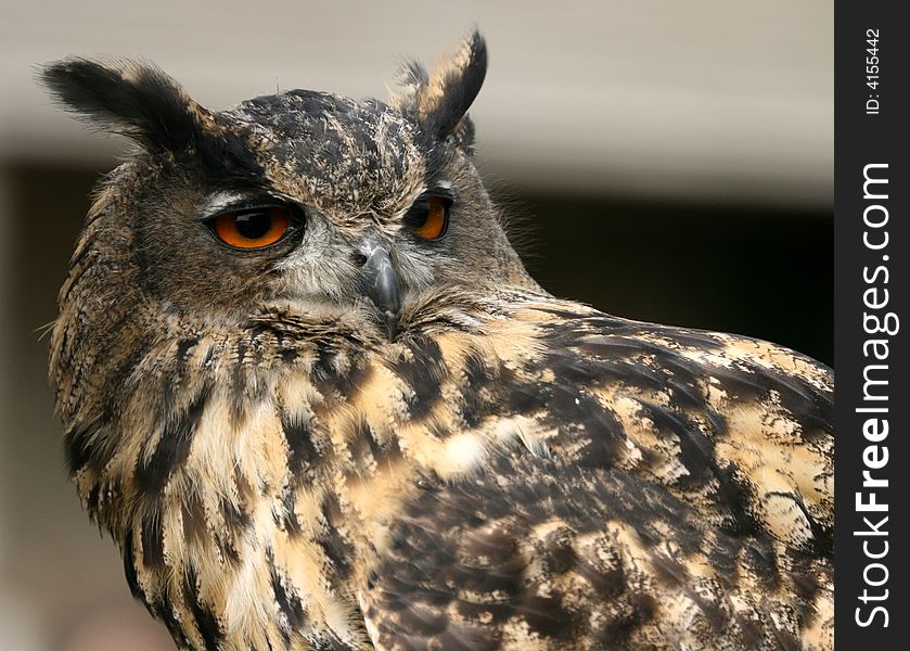 Portrait of an eagle owl