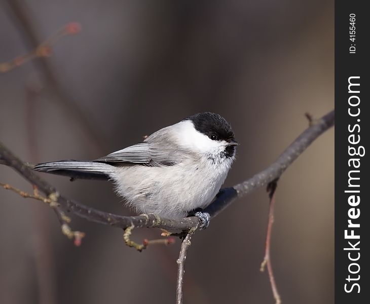 Coal Tit on the branch. Russia, Voronezh area. Coal Tit on the branch. Russia, Voronezh area.