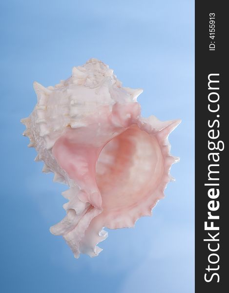 Beautiful pink sea shell on a white background.