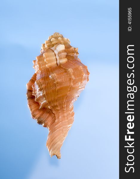 Beautiful multicolored sea shell on a light blue background with clipping path. Beautiful multicolored sea shell on a light blue background with clipping path.
