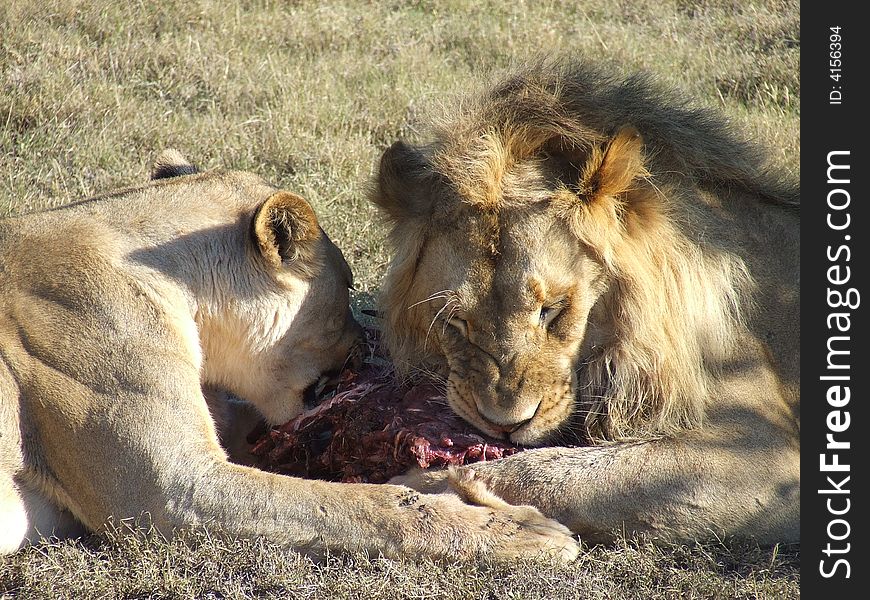 These lions were having a good feast. These lions were having a good feast.