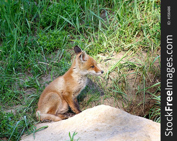 Red Fox ( Vulpes vulpes ). Russia