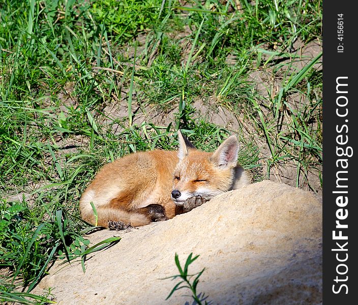 Red Fox ( Vulpes vulpes ). Russia.