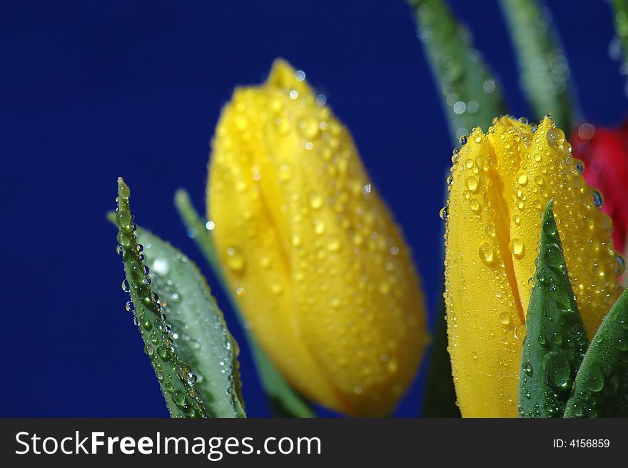 Photo of red and yellow tulips with water drops on their leaves