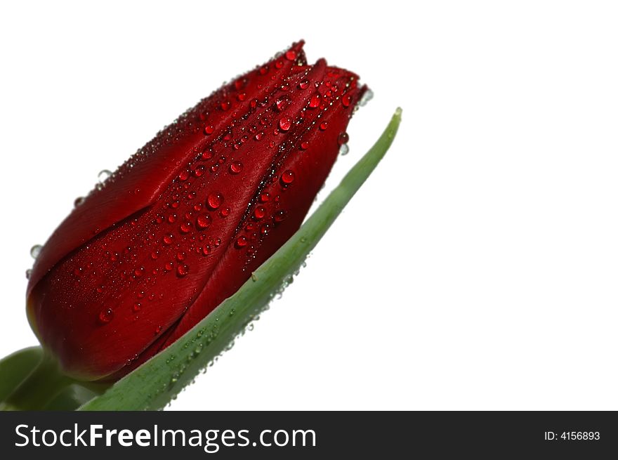 Photo of red  tulip with water drops on its leaves. Photo of red  tulip with water drops on its leaves