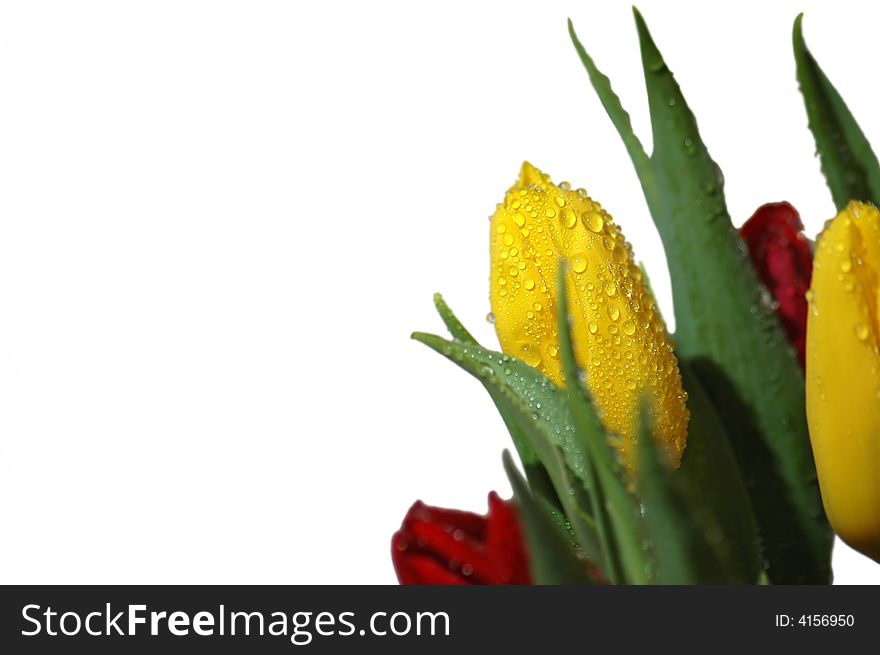 Photo of yellow tulips with water drops on its leaves